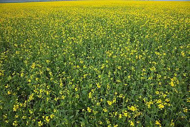 《Caliber（鬼魅战队）》4周年庆活动开始 双倍奖励火热进行中