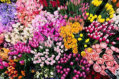 《冷漠 鸣神学园的七大不可思议》新情报 ED将有500多个